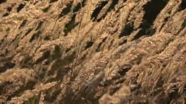 Ekim rüzgarında güneşli sonbahar çimenleri, doğa videosu arka planı