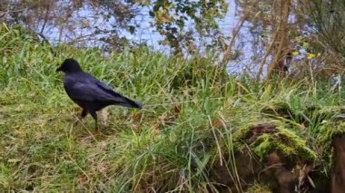 Carrion Crow Corvus Corone Park, İskoçya 'da