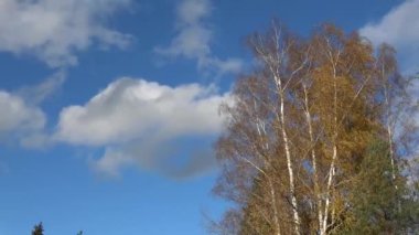 Altın huş ağaçları ve yüzen bulutlarda sonbahar rüzgarı
