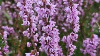 İskoçya 'da sonbahar rüzgarında güzel funda Caluna vulgaris