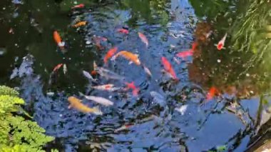 İskoçya 'daki Inverness Botanik Bahçeleri' nde bir gölette renkli koi balığı