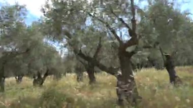 Hız arkaplanı. Kalamata yakınlarındaki zeytinlikler araba camından, Moreloponnese, Yunanistan