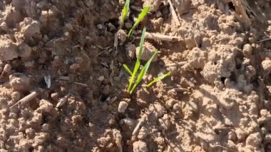 Sonbaharın başlarında filizlenmiş buğday tarlası.