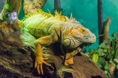Yeşil iguana portresi. Egzotik iguana
