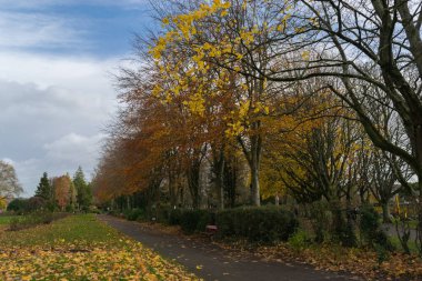 Sonbahar Paleti: Altın Yapraklarla süslenmiş bir ağaç, yanında bir Kırmızı Benç, bir Sonbahar Resim Sahnesi.