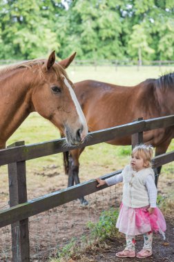 Blarney, Cork, İrlanda. Ağustos 5,2024. Yavru bir kız, narin varlığıyla büyülenmiş güzel bir ata hayranlıkla bakar.