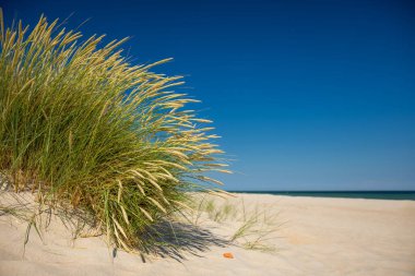 Güneşli bir günde Baltık Denizi üzerinde kum tepeleri ve çimenler. Deniz manzaralı güzel bir yaz manzarası. İmdat, Polonya
