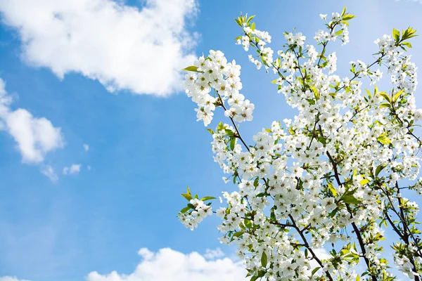 Blossoming Cherry Tree Latar Belakang Berbunga Musim Semi Stok Gambar Bebas Royalti