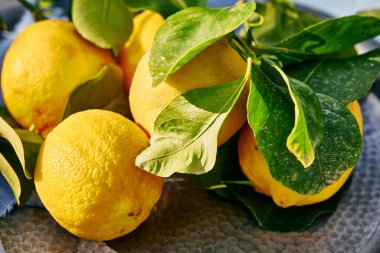 Vibrant fresh lemons and leaves in bright sunshine on table