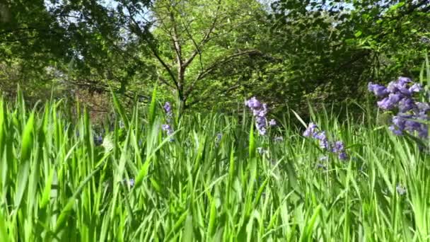 Vibrant Springtime Display Bluebells Fresh Greenery Forest — Stock Video