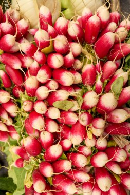 Canlı bir yakın plan, taze toplanmış Fransız kahvaltı turpları ve yapraklı yeşillikleri hala üzerlerinde.