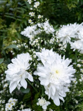 The white chrysanthemum is blooming in the bouquet for decoration in the wedding event, front view with the copy space.