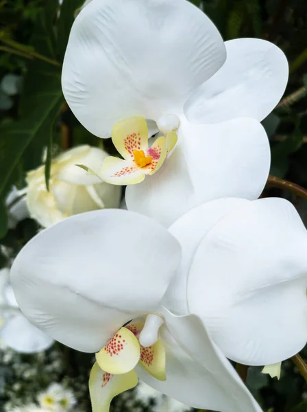 Крупный План Белой Искусственной Орхидеи Букете Который Будет Украшен Саду — стоковое фото