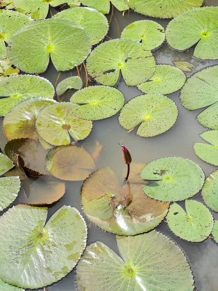 Dragonfly Lotus Bud Small Pond — Stock Photo, Image