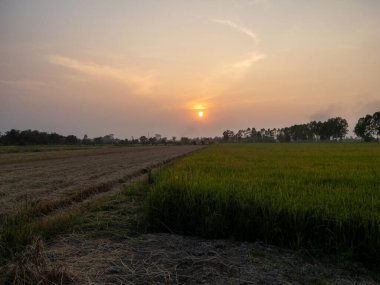 Çeltik tarlalarının yarısı şimdiden Tayland kırsalında toplandı, fotokopi alanı ile ön manzara.