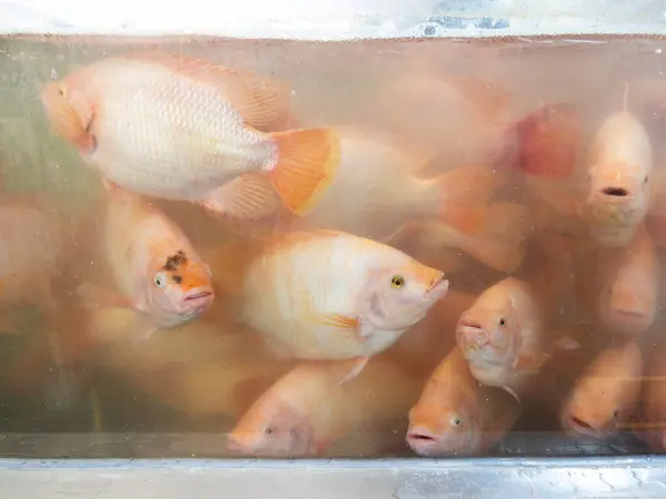 The red tilapia is swimming in the fish tank for sale in the supermarket, front view for the background.
