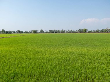 Sabahın erken saatlerinde kırsal kesimdeki çeltik tarlasının panoramik görüntüsü..