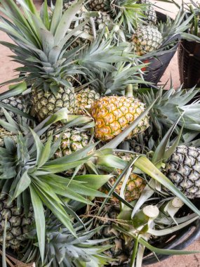Naylon kovadaki ananas yığınını, yerel çiftlikteki hasat bittikten sonra, şehirde satılmak üzere, fotokopi alanı için ön manzara için ayırın.. 