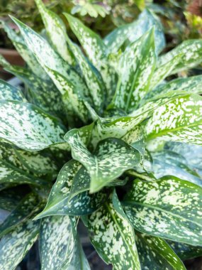 Çin Evergreen 'in yakın çekim alanı ev duvarının yanındaki küçük serada, fotokopi alanı olan ön manzara..