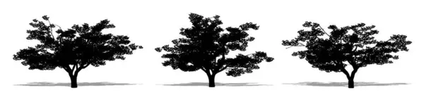 白い背景に黒いシルエットとしてチェリーツリーのセットまたはコレクション 生態学 耐久性 美しさのためのコンセプトまたは概念ベクトル — ストックベクタ