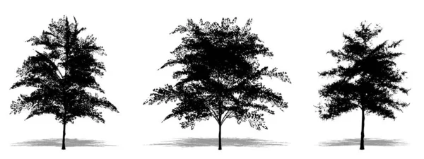 日本のメープルの木を白い背景に黒いシルエットとしてセットまたはコレクションします 生態学 耐久性 美しさのためのコンセプトまたは概念ベクトル — ストックベクタ
