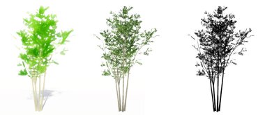 Evergreen Ash ağaçlarının seti ya da koleksiyonu, boyanmış, doğal ve beyaz arka planda siyah bir siluet olarak. Doğa, ekoloji ve koruma, güç ve güzellik için kavramsal veya kavramsal 3D illüstrasyon