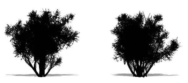 作为白色背景的黑色轮廓的橄榄灌木集合或集合 生态和保护 耐力和美的概念或概念载体 — 图库矢量图片