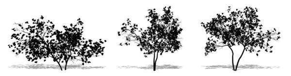 Conjunto Coleção Árvores Flores Magnolia Como Uma Silhueta Preta Fundo — Vetor de Stock