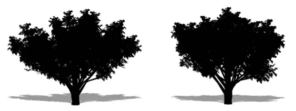 Beyaz Arka Planda Siyah Bir Siluet Olarak Ortak Hawthorn Ağaçlarının — Stok Vektör