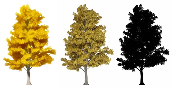 Σύνολο Συλλογή Των Δένδρων Mockernut Hickory Ζωγραφισμένα Φυσικά Και Μαύρη — Φωτογραφία Αρχείου