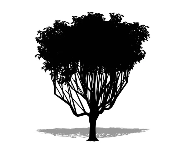 Ortak Kanca Dikeni Ağaçlarının Beyaz Arka Planda Siyah Bir Siluet — Stok Vektör