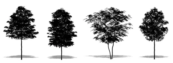 白い背景に黒いシルエットとしてフィールドメープルの木のセットまたはコレクション 生態学 耐久性 美しさのためのコンセプトまたは概念ベクトル — ストックベクタ