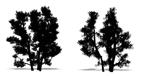 白い背景に黒いシルエットとして一般的なヘーゼルツリーのセットまたはコレクション 生態学 耐久性 美しさのためのコンセプトまたは概念ベクトル — ストックベクタ