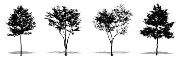 Set Verzameling Europese Beukenbomen Als Zwart Silhouet Witte Achtergrond Concept — Stockvector