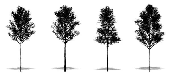 Set Verzameling Van Europese Aspen Bomen Als Zwart Silhouet Witte — Stockvector