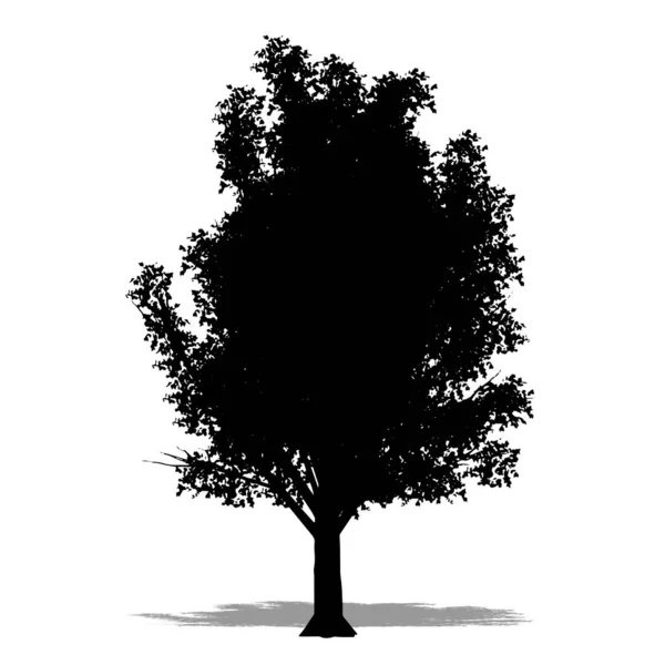 Ορισμός Συλλογή Του Crab Apple Δέντρο Μαύρη Σιλουέτα Λευκό Φόντο — Φωτογραφία Αρχείου