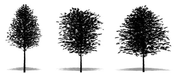 Set Collectie Europese Lindebomen Als Zwart Silhouet Witte Achtergrond Concept — Stockfoto
