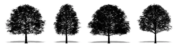 Σετ Συλλογή Από Δέντρα Cherrybark Oak Μαύρη Σιλουέτα Λευκό Φόντο — Φωτογραφία Αρχείου