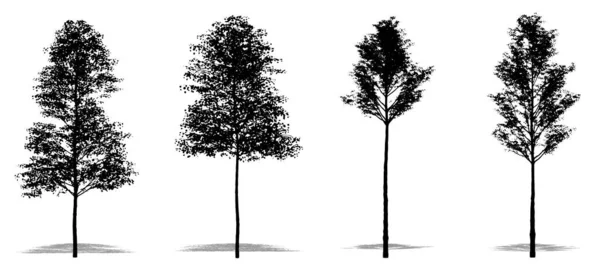 Set Verzameling Van Europese Aspen Bomen Als Zwart Silhouet Witte — Stockfoto
