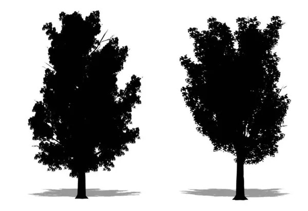 Elm Stocky Ağaçlarının Beyaz Arkaplanda Siyah Bir Siluet Oluşturulması Veya — Stok Vektör