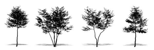 Set Verzameling Europese Beukenbomen Als Zwart Silhouet Witte Achtergrond Concept — Stockvector