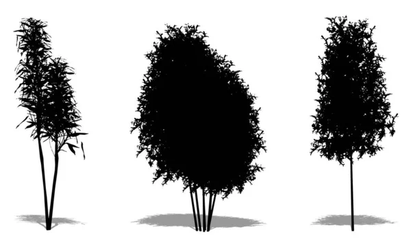 Zestaw Lub Kolekcja Drzew Bambusowych Jako Czarna Sylwetka Białym Tle — Zdjęcie stockowe