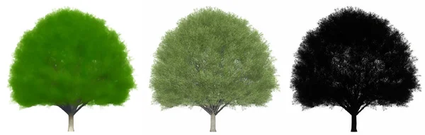 Набор Коллекция Японских Деревьев Зелкова Окрашенных Натуральных Черный Силуэт Белом — стоковое фото