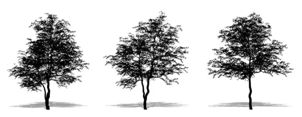 白い背景に黒いシルエットとしてフラワーリングドッグウッドの木のセットまたはコレクション 生態学 耐久性 美しさのためのコンセプトまたは概念ベクトル — ストックベクタ