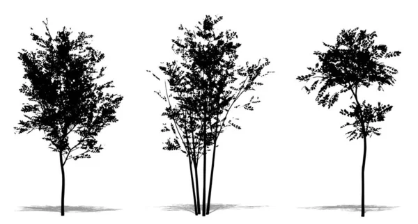 设置或收集长青灰树 作为白色背景的黑色轮廓 生态和保护 耐力和美的概念或概念载体 — 图库矢量图片