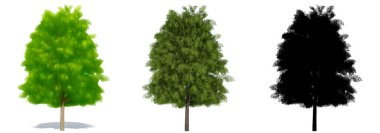 Avrupa kül ağaçlarının seti veya koleksiyonu, boyanmış, doğal ve beyaz arka planda siyah bir siluet olarak. Doğa, ekoloji ve koruma, güç ve güzellik için kavramsal veya kavramsal 3D illüstrasyon