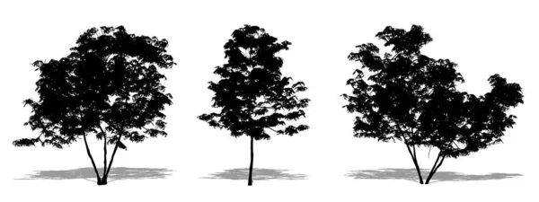 日本のメープルの木を白い背景に黒いシルエットとしてセットまたはコレクションします 生態学 耐久性 美しさのためのコンセプトまたは概念ベクトル — ストックベクタ