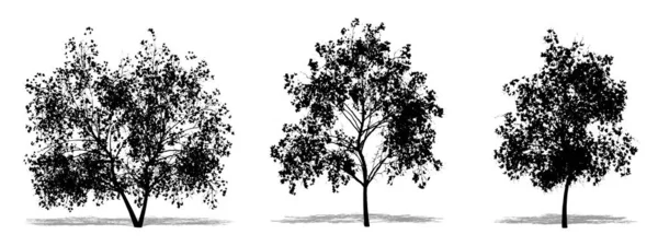 Набор Коллекция Деревьев Magnolia Flowers Виде Черного Силуэта Белом Фоне — стоковый вектор