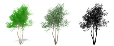 Yeşil Ash ağaçlarının seti ya da koleksiyonu, boyanmış, doğal ve beyaz arka planda siyah bir siluet olarak. Doğa, ekoloji ve koruma, güç ve güzellik için kavramsal veya kavramsal 3D illüstrasyon