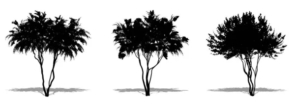 Σετ Συλλογή Από Crape Myrtle Δέντρο Μαύρη Σιλουέτα Λευκό Φόντο — Φωτογραφία Αρχείου
